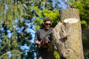 Arborist performing tree removal in Beaverton