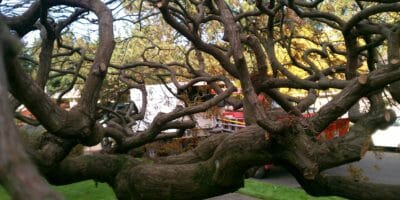 portland arborists