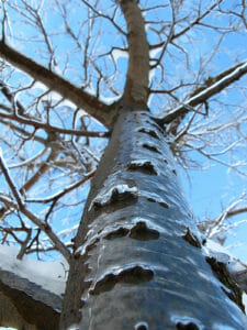 Icy Tree by OakleyOriginals, on Flickr.com