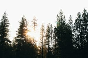 Trimming Pine Trees