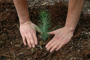 Certified Arborist planting trees