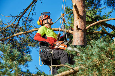 Tree Pruning Beaverton OR