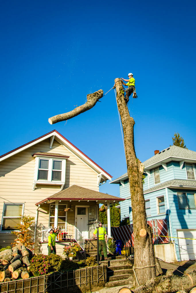 Tree Removal Costs Portland