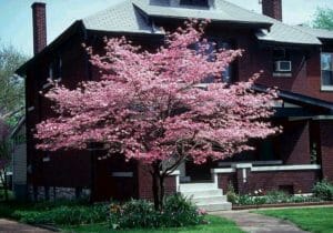 Tree Services In Oregon City Urban Forest Professionals Tree Services In Oregon City
