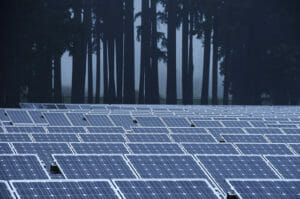 solar panels and trees in the mist