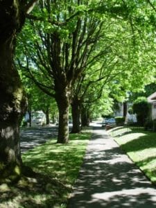 Trees next to a suburban sidewalk 