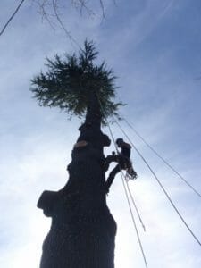 tree-removal-from-below