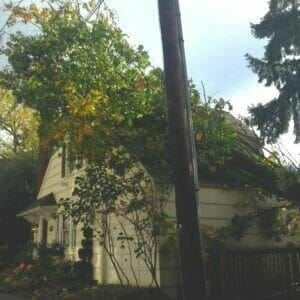 tree falls from neighbors property who is liable portland tree trimming & removal